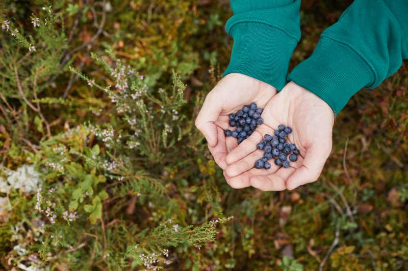 Korzyści z wykorzystania szczepionek mikoryzowych przy uprawie borówki amerykańskiej