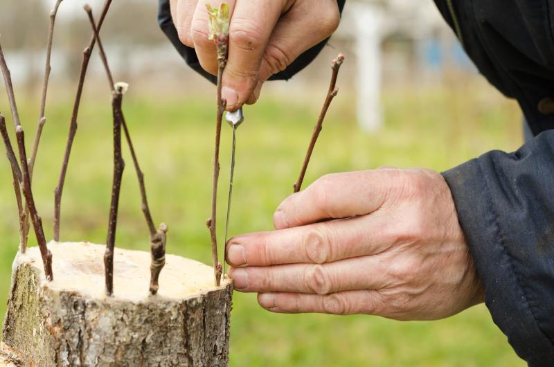 Sadzenie, pielęgnacja i przycinanie wierzby mandżurskiej – fascynująca roślina w ogrodowej aranżacji