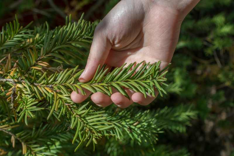 Uprawa i pielęgnacja jodły białej (Abies alba) oraz interesujące odmiany tej rośliny