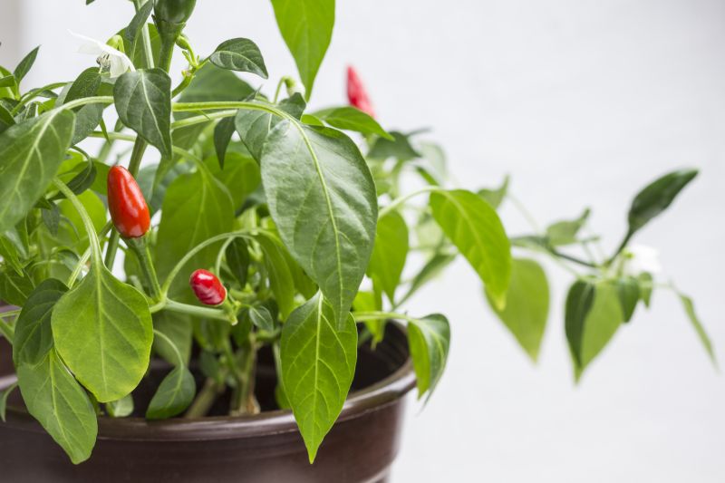 Uprawa ostrych papryczek – Doniczkowa i ogrodowa hodowla chili na balkonie