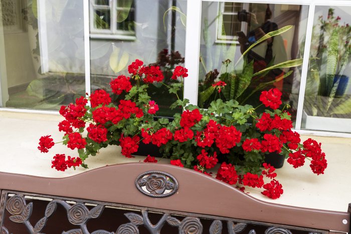 Jak uprawiać pelargonie z własnych sadzonek – poradnik krok po kroku z ilustracjami