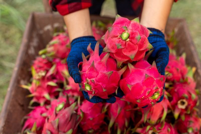 Wybieramy najpiękniejsze rododendrony do ogrodu – Top 10 wyjątkowych odmian oraz aktualne ceny drewna na opał i materiały budowlane na listopad 2023