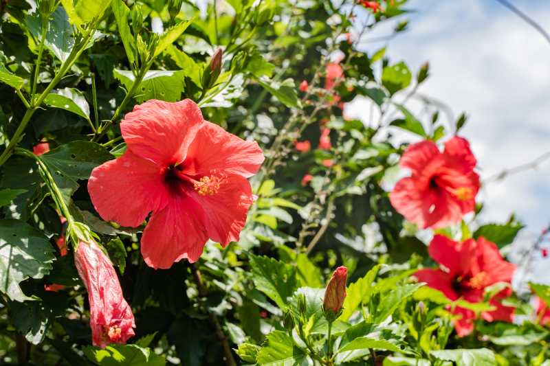 Hibiskus ogrodowy – najpiękniejsze gatunki ketmii syryjskiej do uprawy w ogrodzie