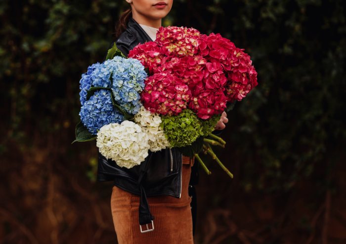 Wybór idealnej hortensji do ogrodu – przewodnik po najpopularniejszych gatunkach tych roślin